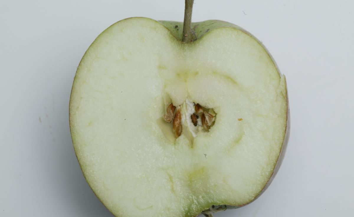 Blauacher Hessenreuter