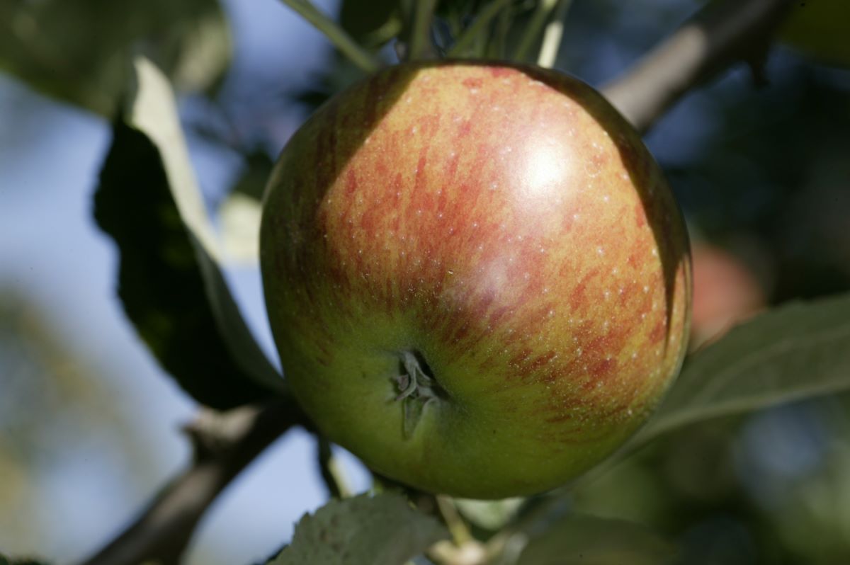 Blauacher Wädenswil