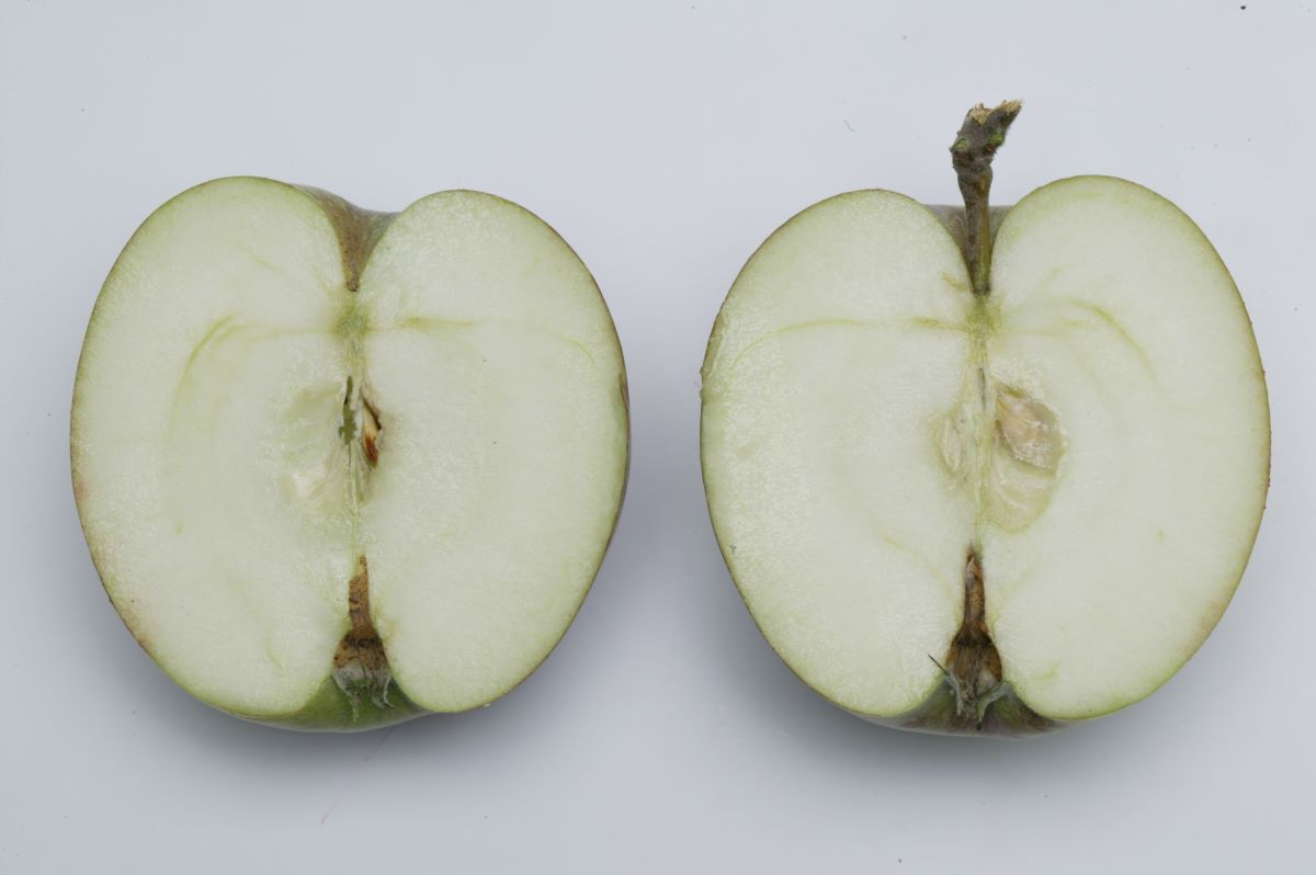 Blauacher Wädenswil