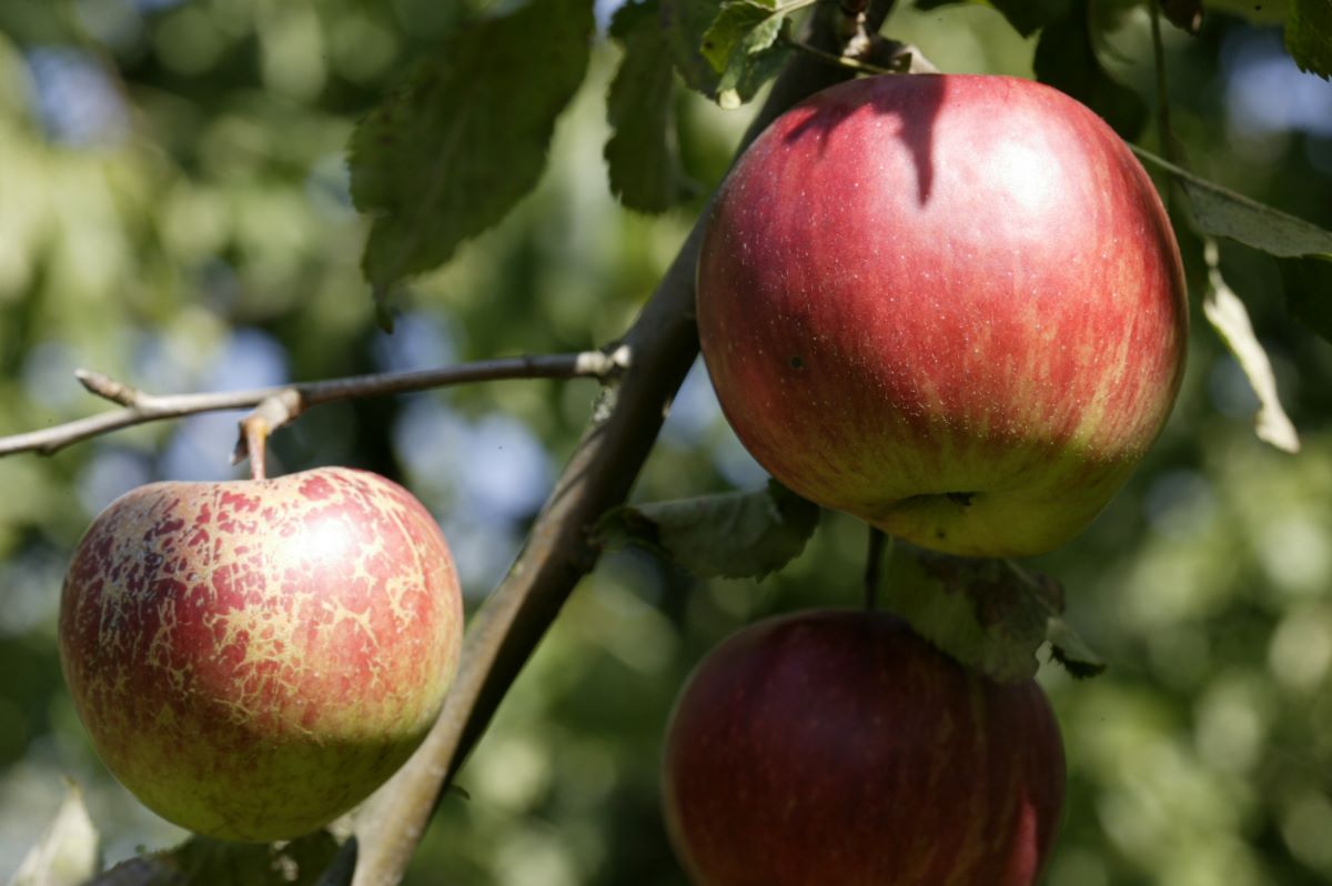 【Pomme】 Déco Pomme Ø8,3cm - Weba meubles