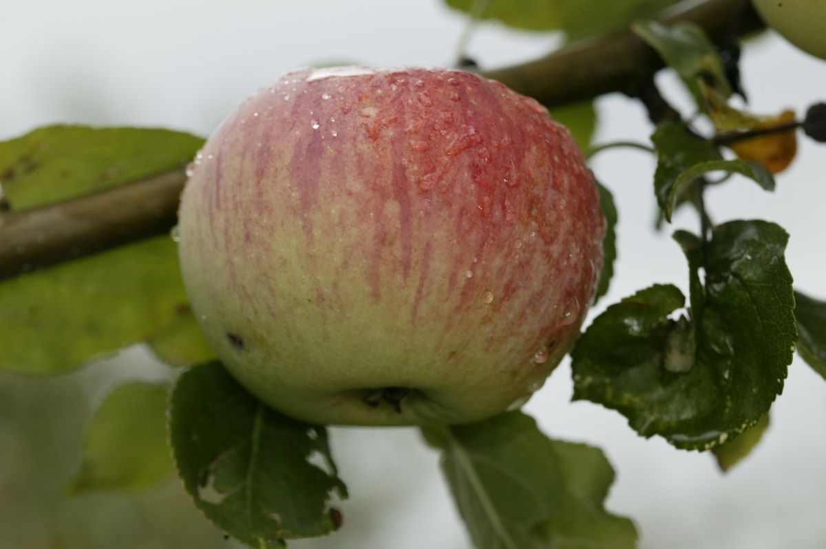 Sans pareil de Peasgood