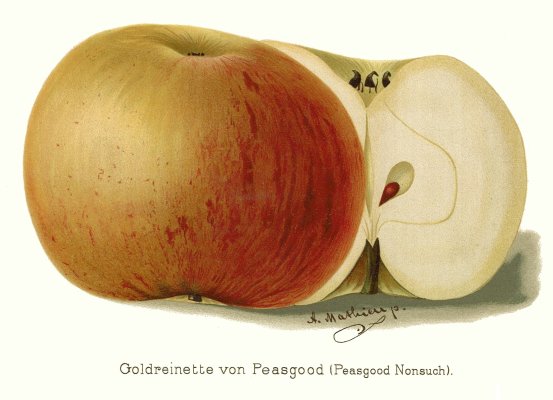 Sans pareil de Peasgood