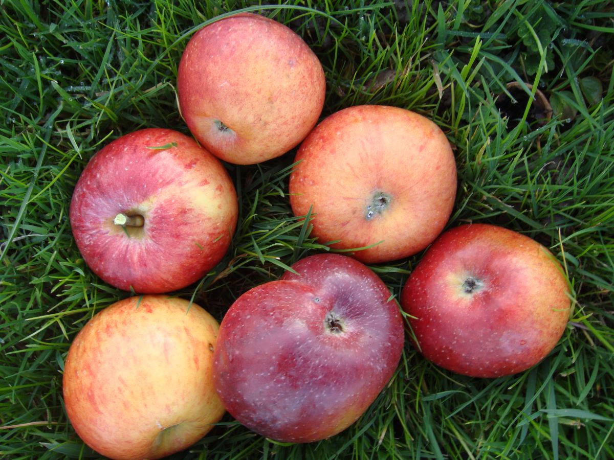 Totenapfel von Hellikon