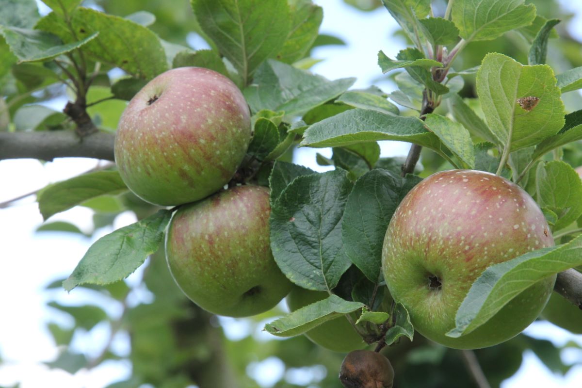 Totenapfel von Hellikon