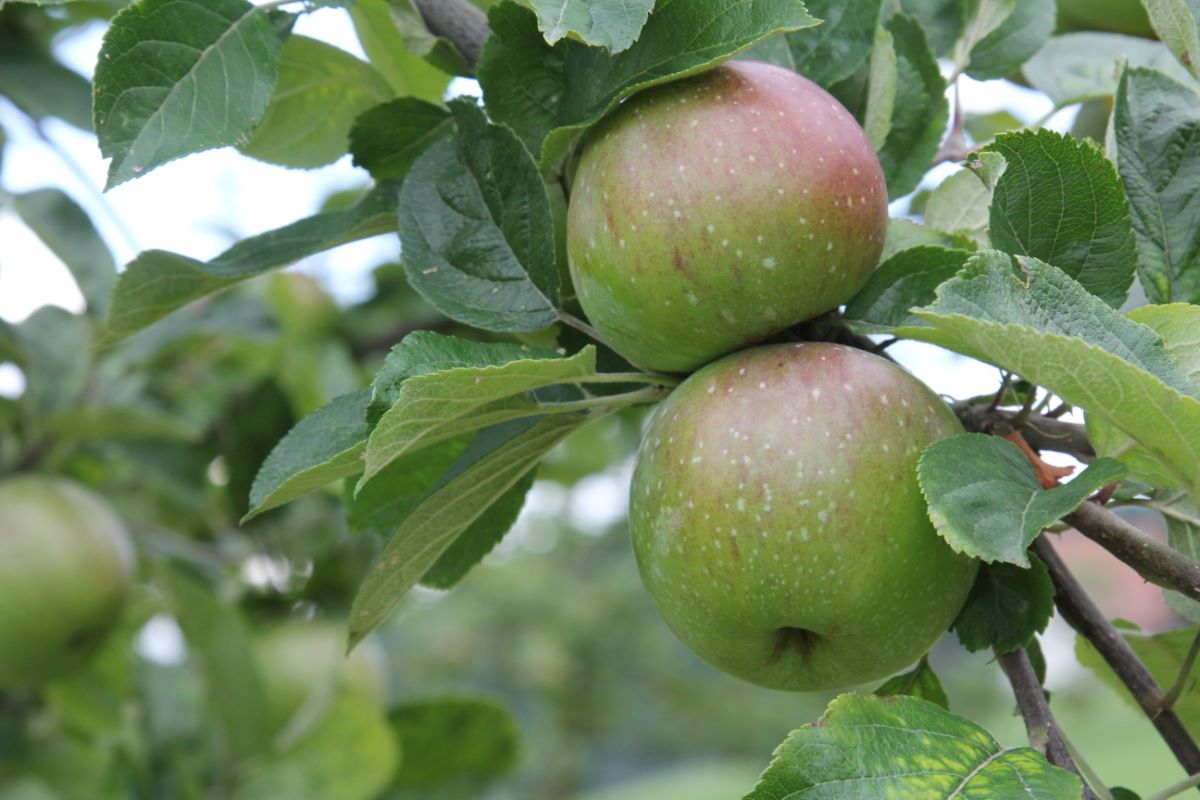 Totenapfel von Hellikon