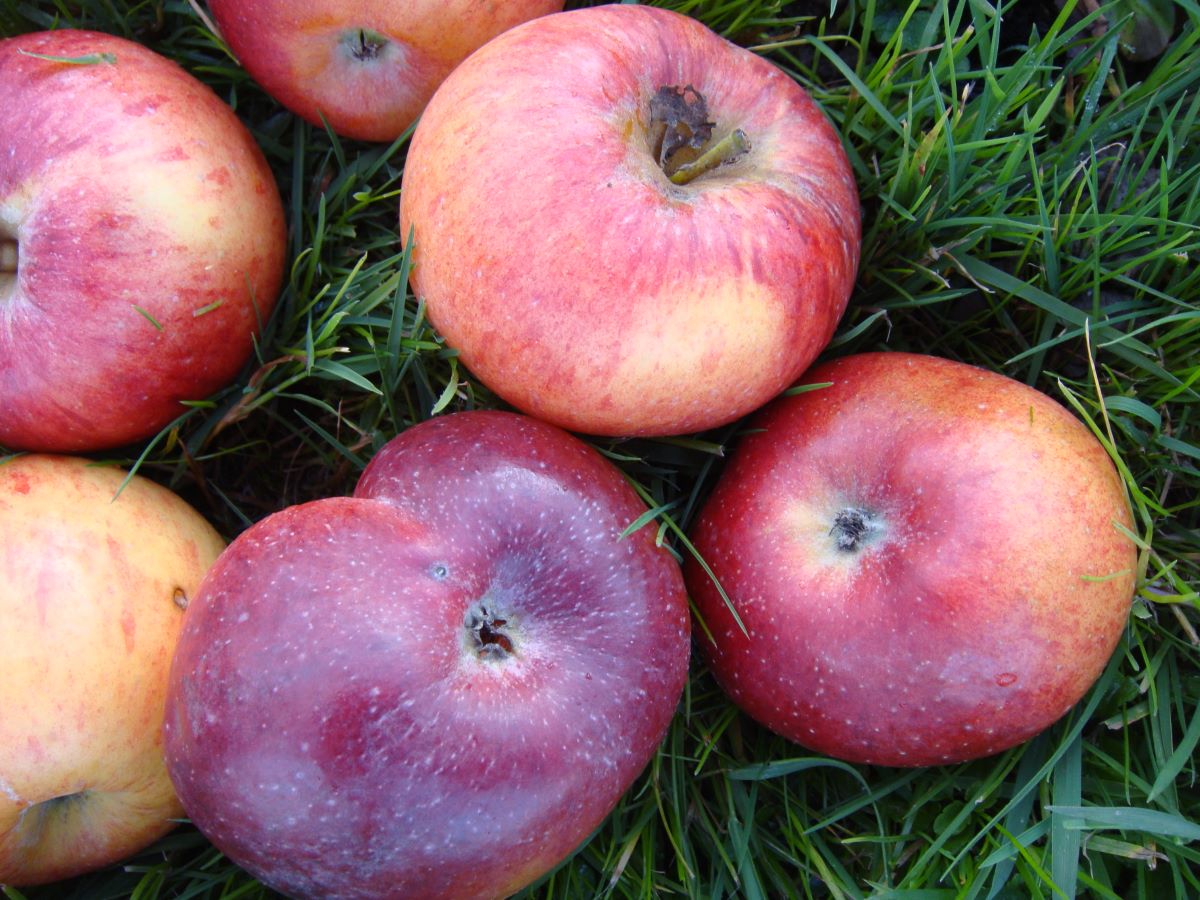 Totenapfel von Hellikon