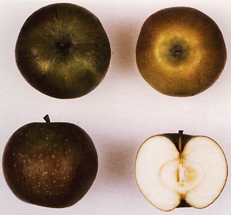 Totenapfel von Hellikon