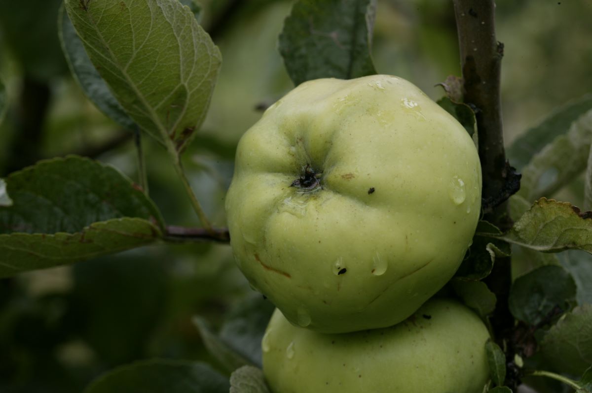 Weisser Wintercalvill