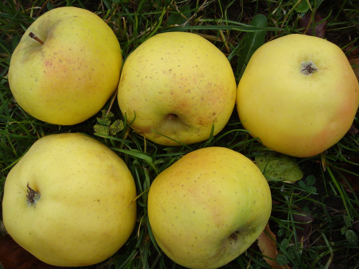 Weisser Wintercalvill