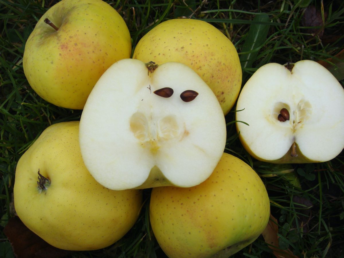 Weisser Wintercalvill