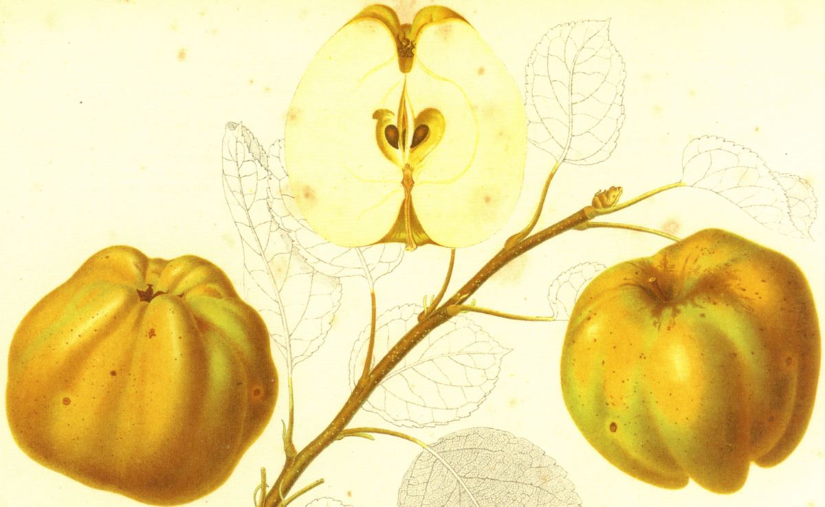 Weisser Wintercalvill