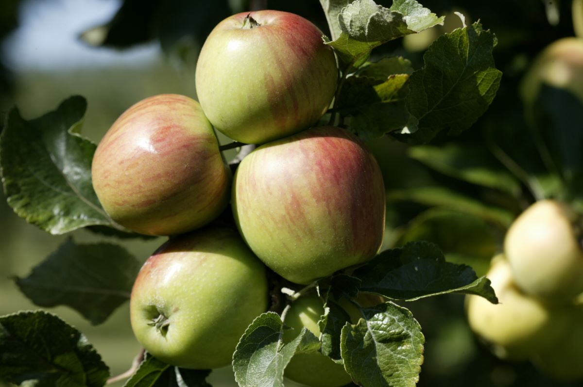 Süsser Pfaffenapfel