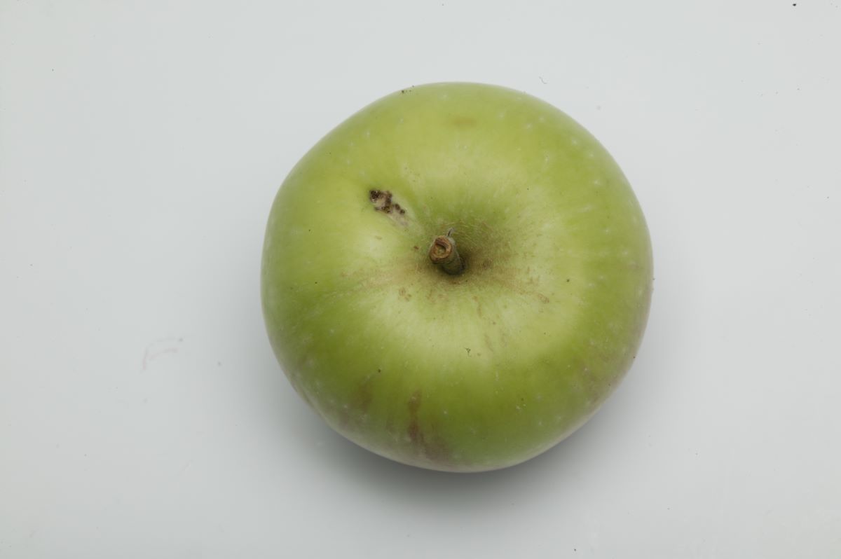 Süsser Pfaffenapfel