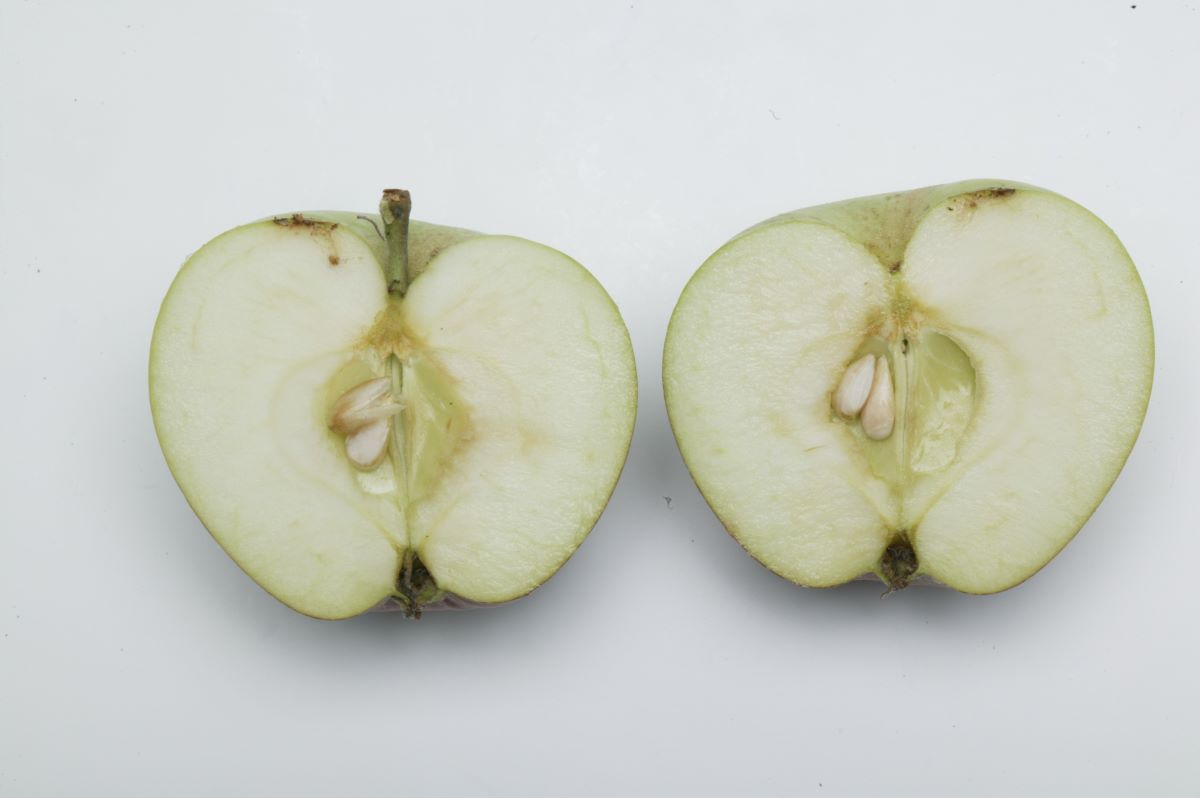 Süsser Pfaffenapfel