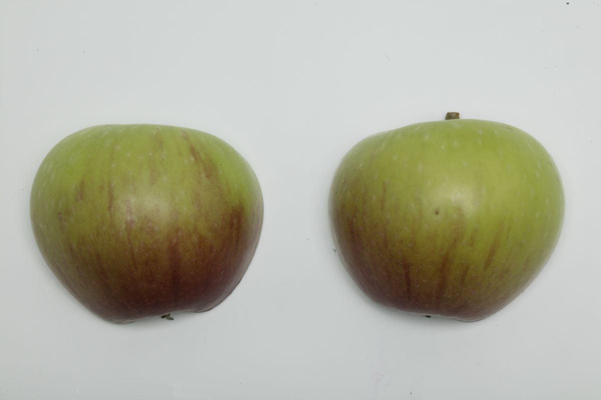 Süsser Pfaffenapfel