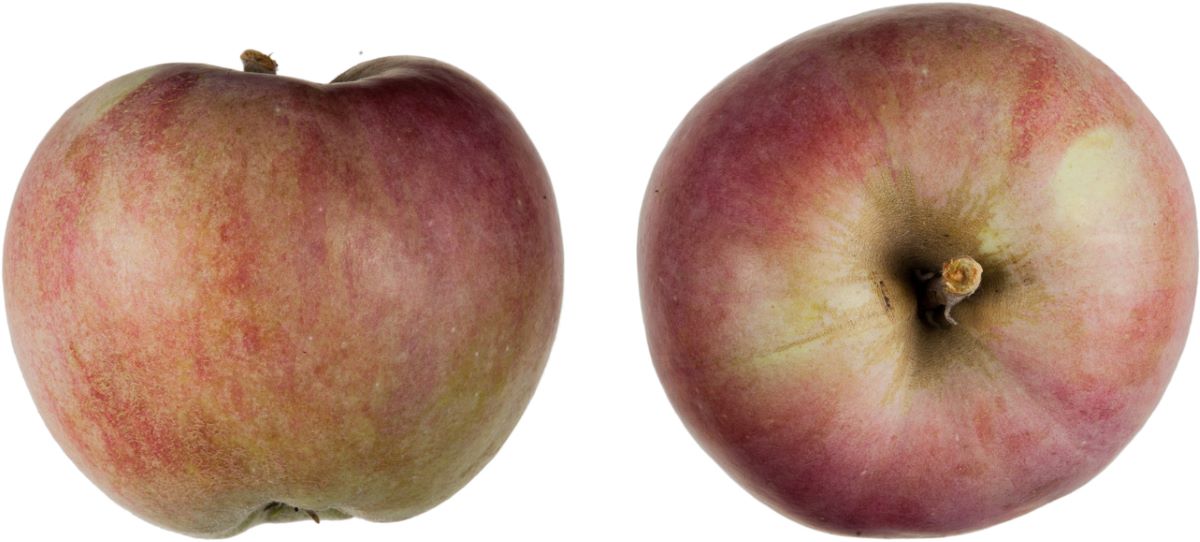 Rose d'Ajoie Richard