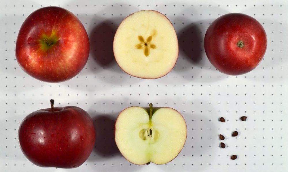 Tydeman's Early Worcester