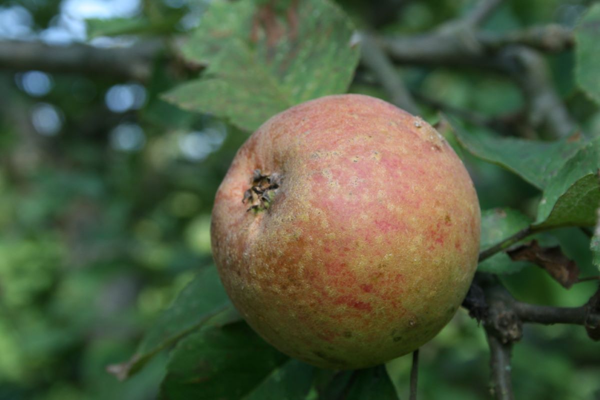 Weidners Goldreinette