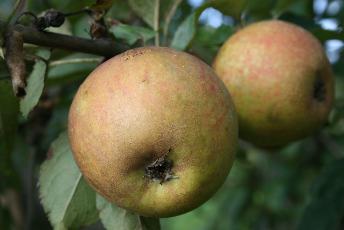 Weidners Goldreinette