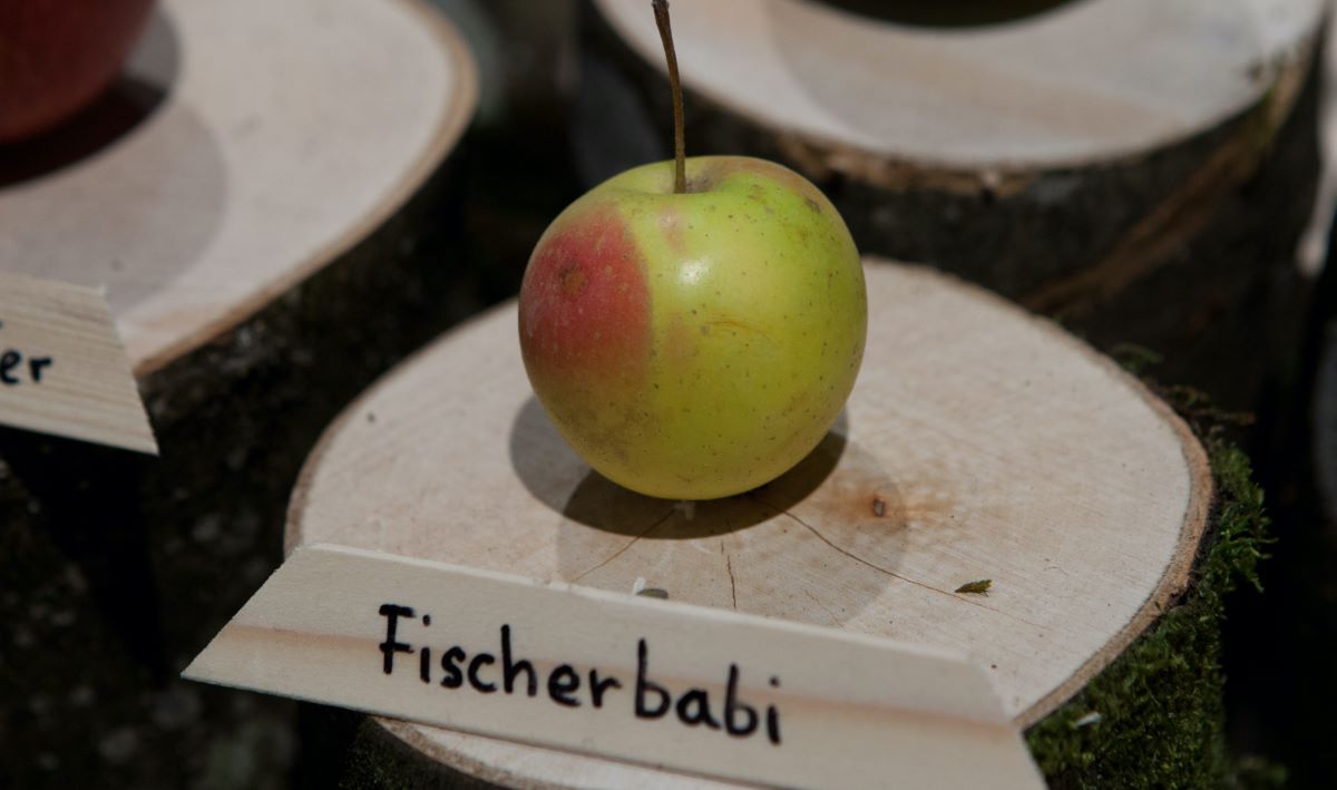 Fischerbabi