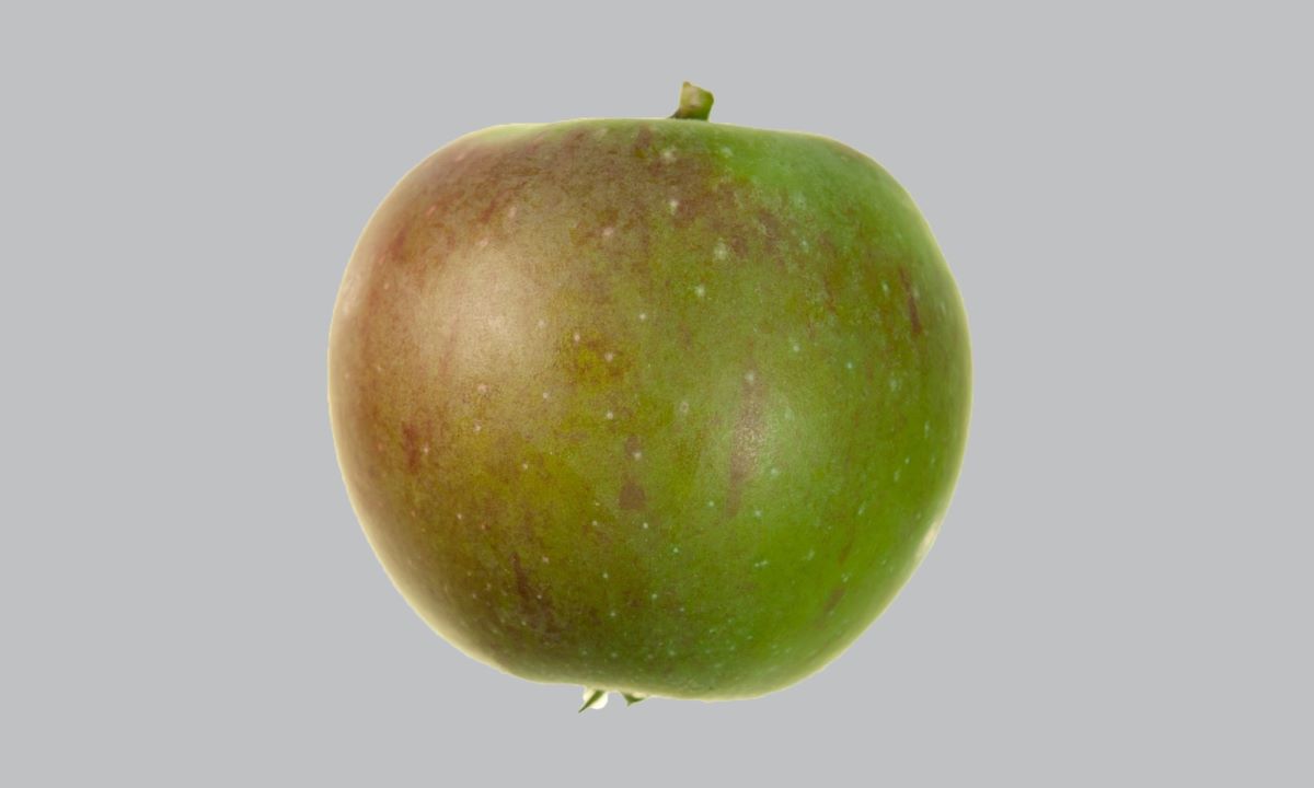 Wespenapfel