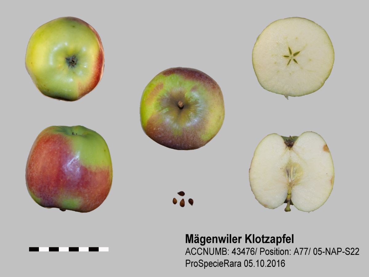 Mägenwiler Klotzapfel