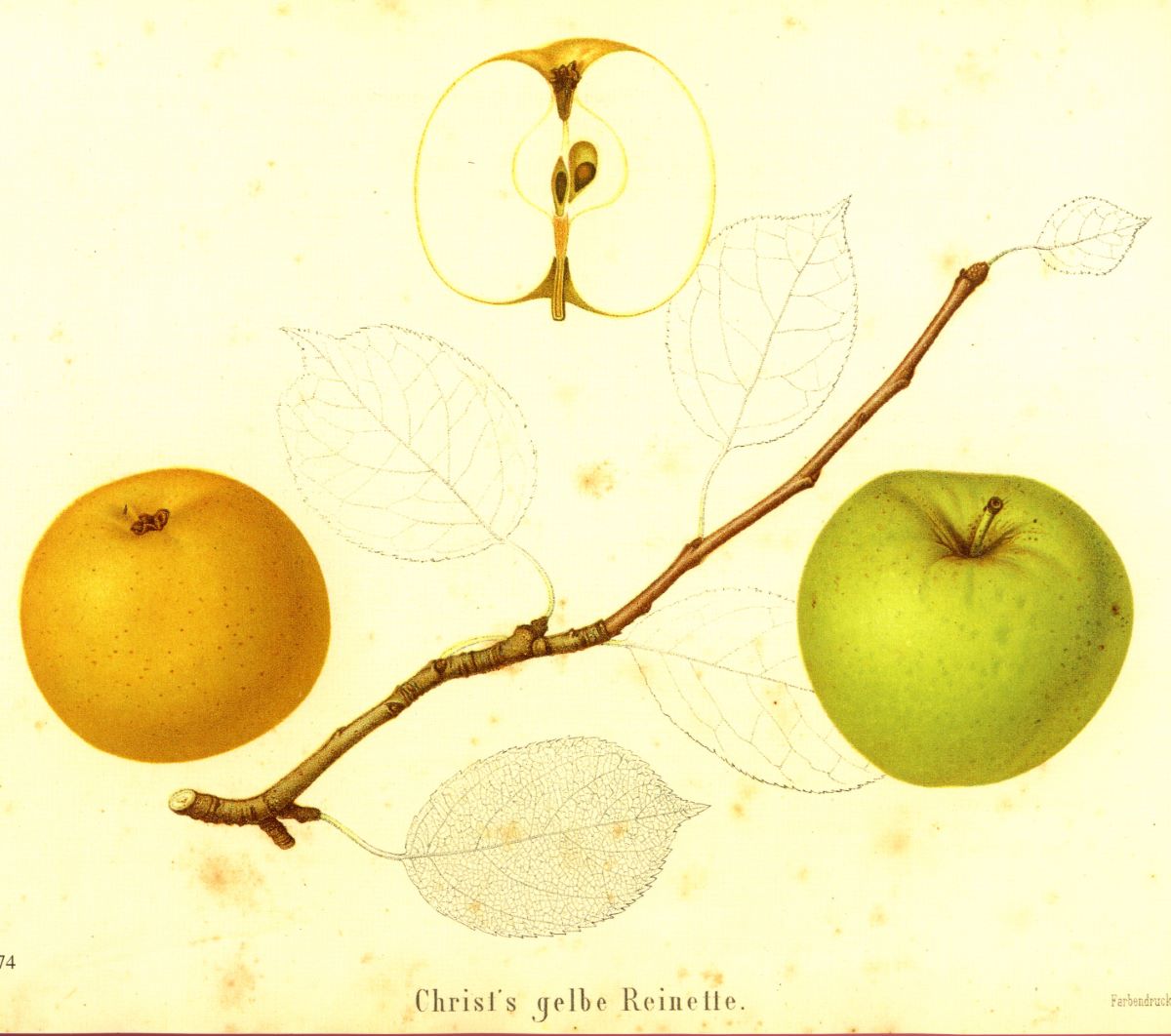 Reinette de Christ Jaune