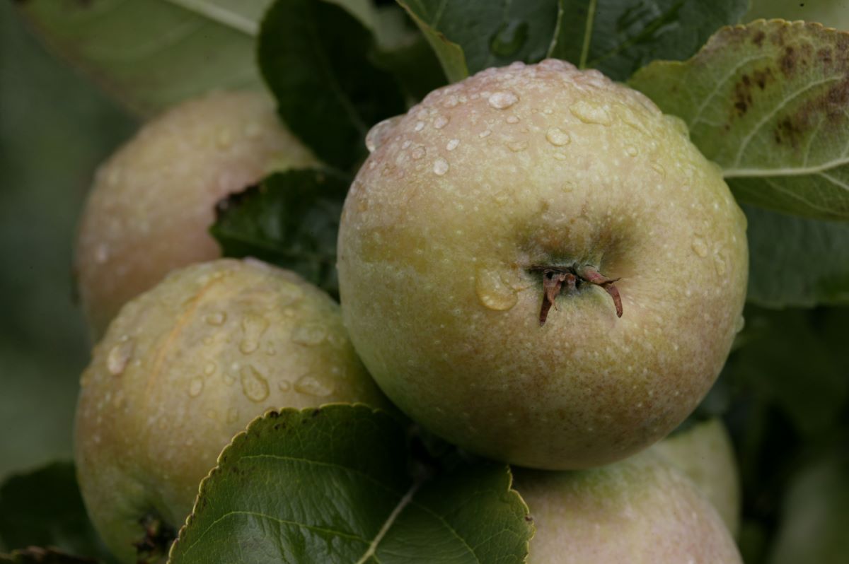 Edelroter von Südtirol