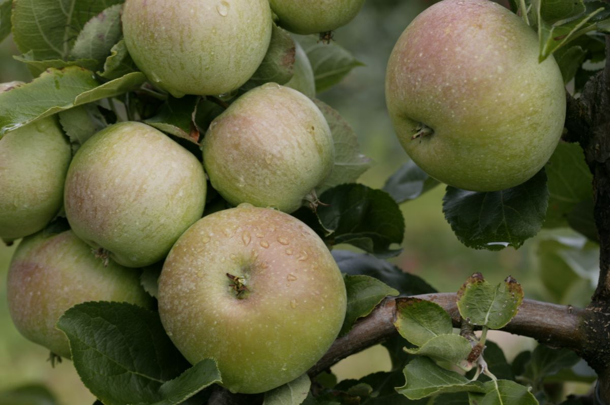 Edelroter von Südtirol