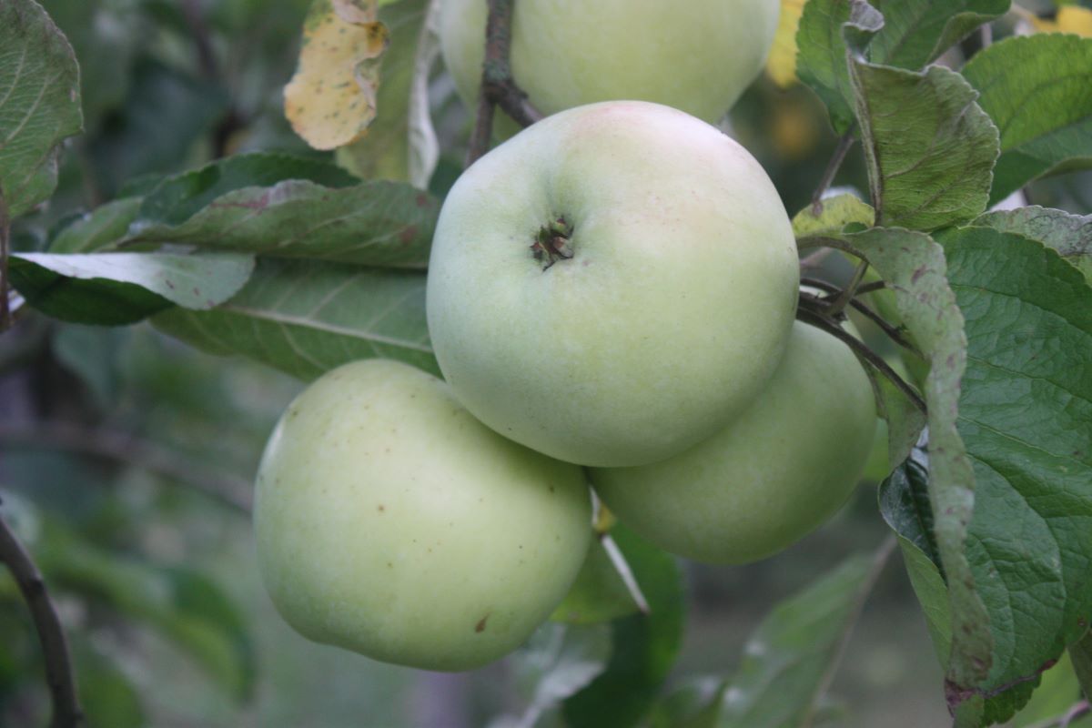 Großherzog Friedrich von Baden