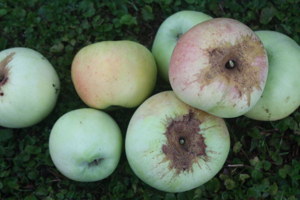 Großherzog Friedrich von Baden