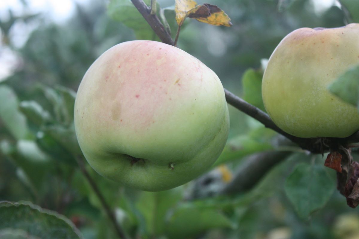 Großherzog Friedrich von Baden