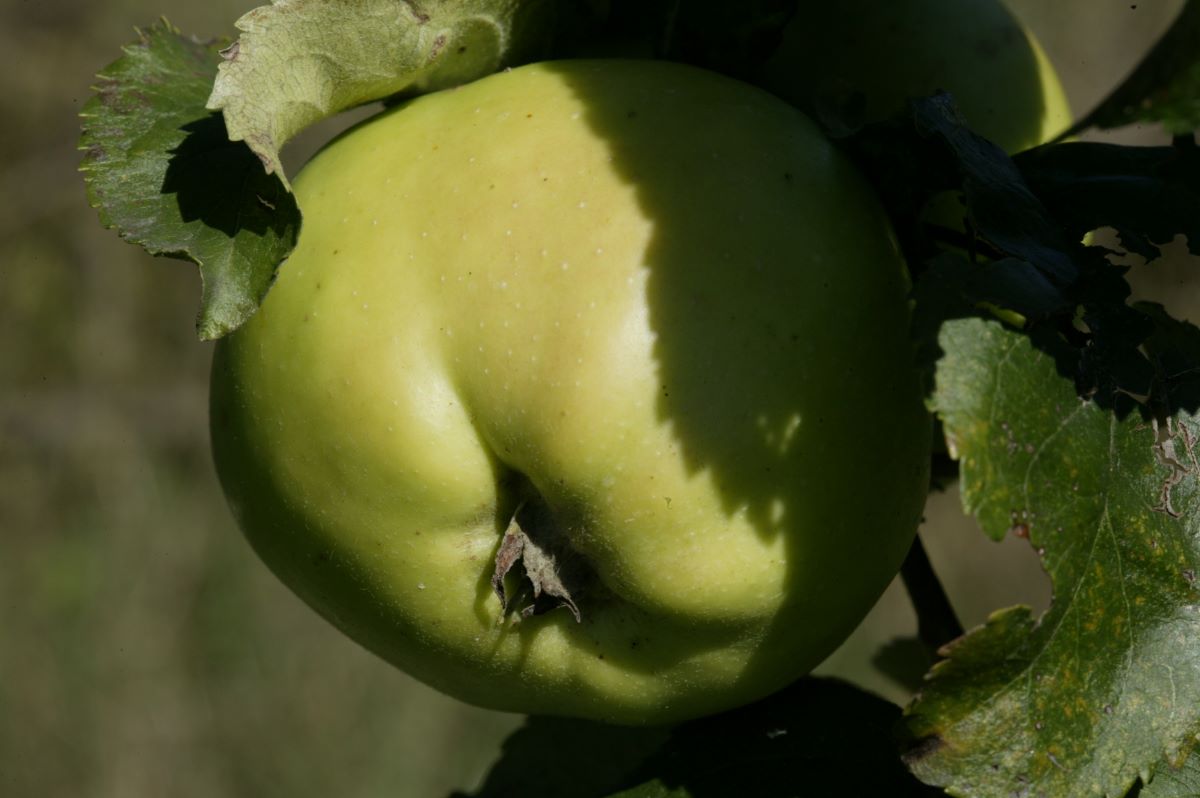 Großherzog Friedrich von Baden