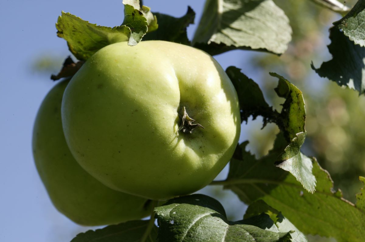 Großherzog Friedrich von Baden