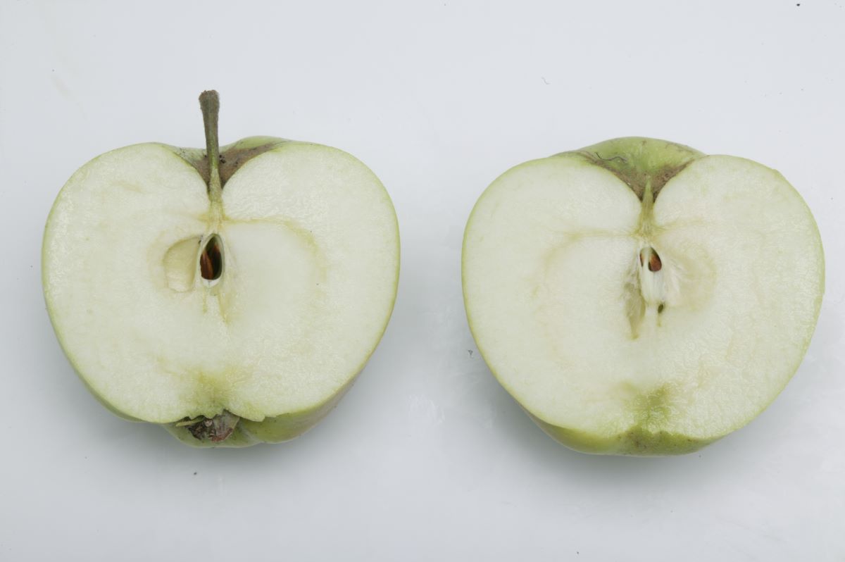 Großherzog Friedrich von Baden