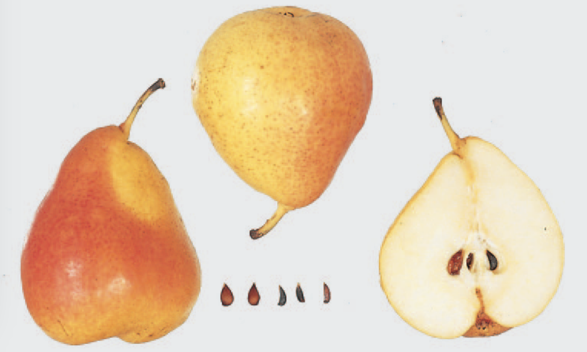 Nordhäuser Winterforellenbirne