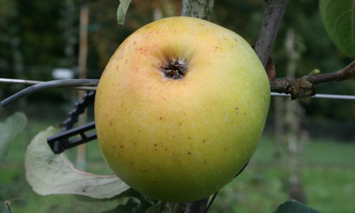 Kappeler