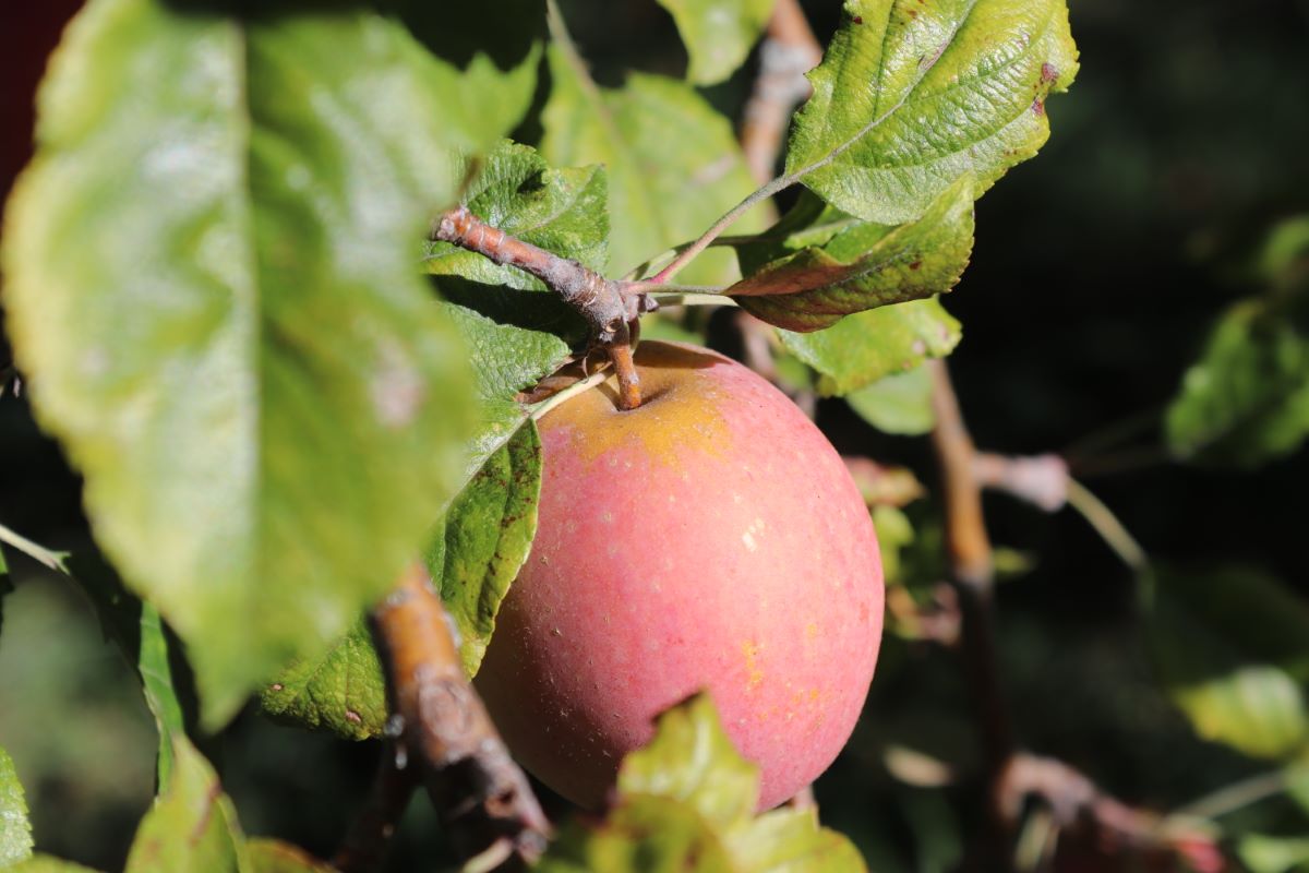 Pomme-poire