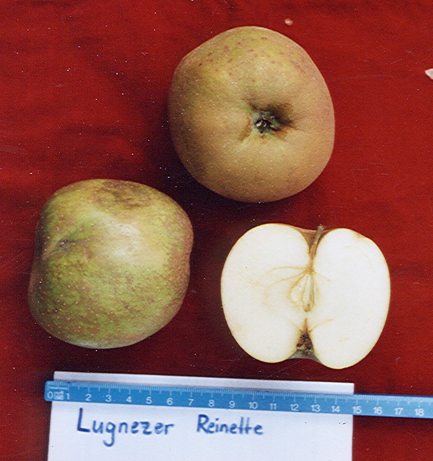 Lugnezer Reinette