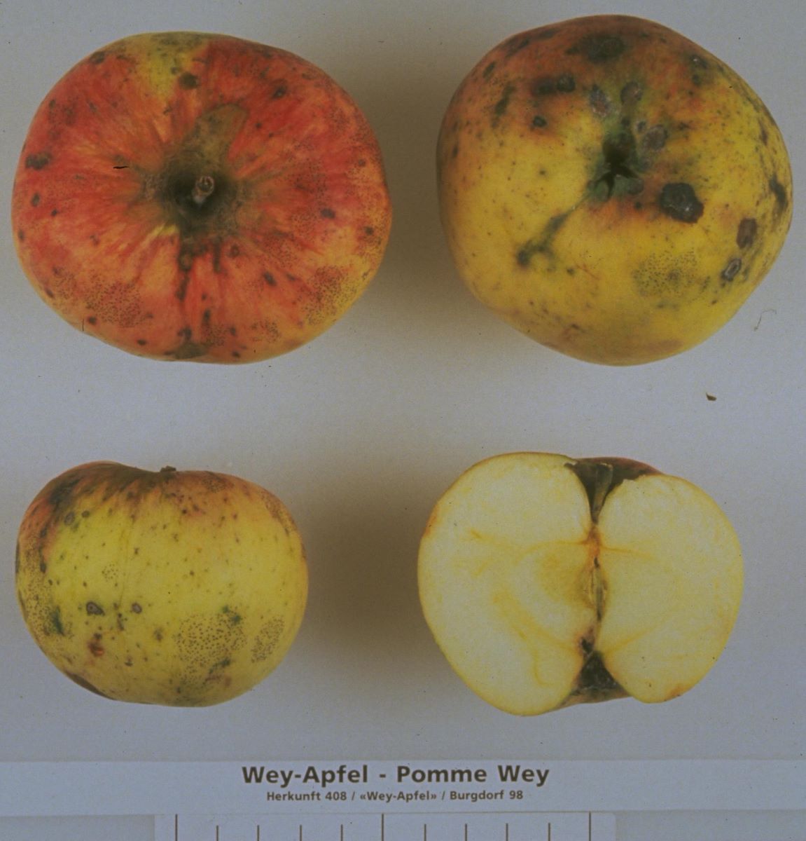 Pomme Wey
