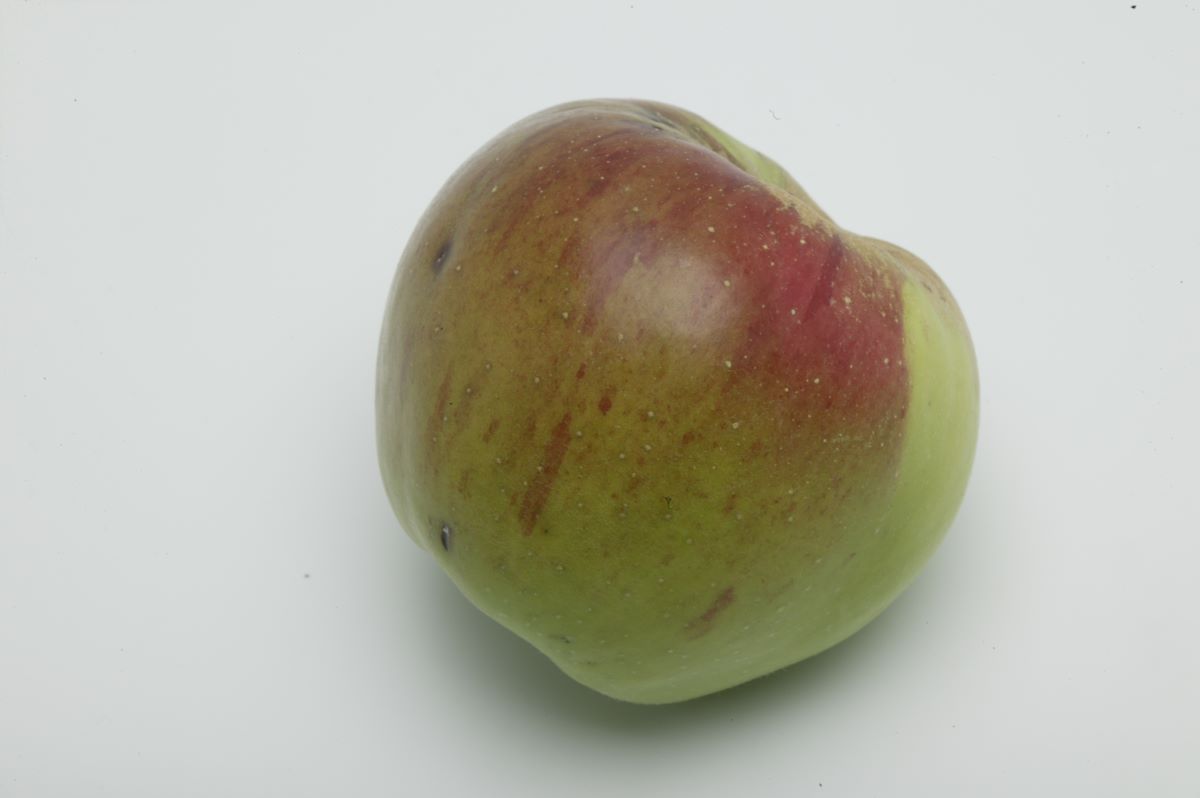 Reinette d`or de Hildesheim