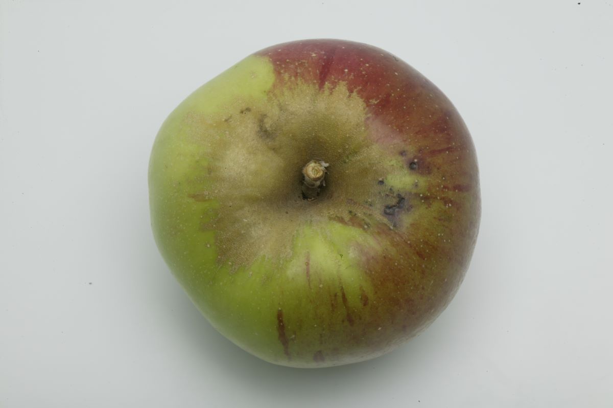 Reinette d`or de Hildesheim