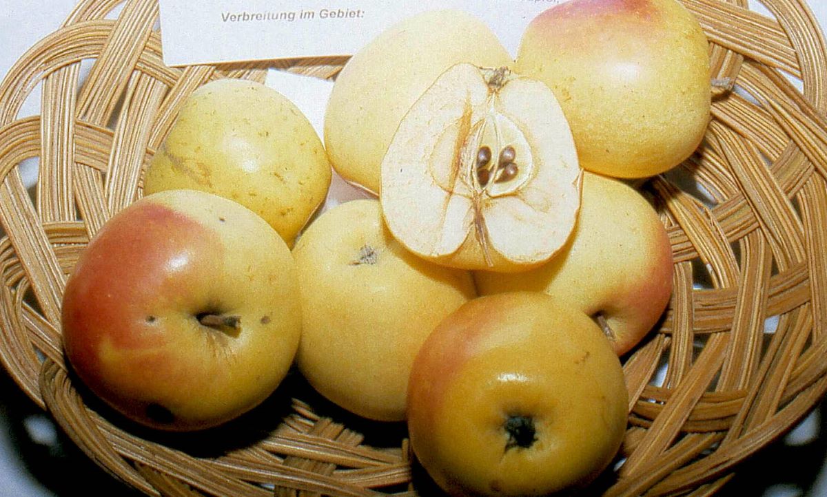 Weisser Wintertaubenapfel