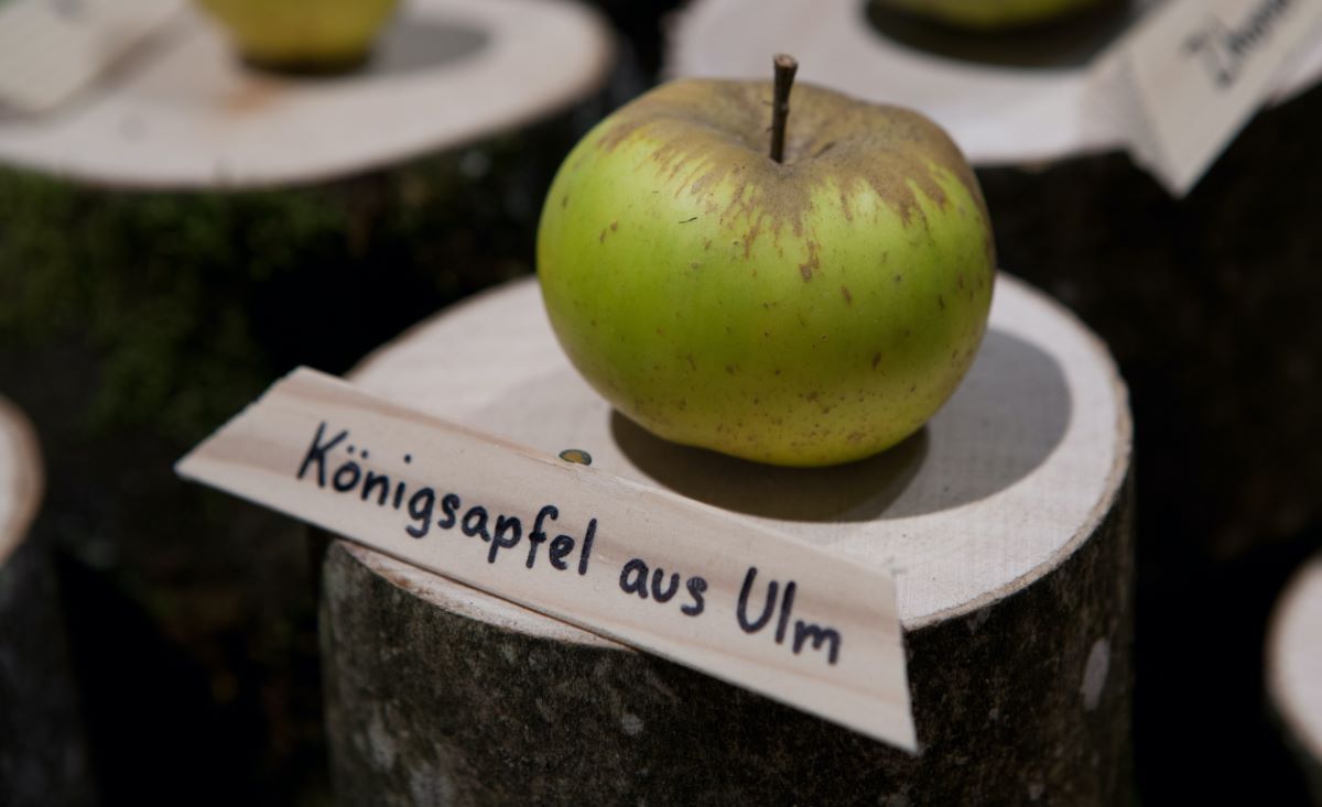 Königsapfel aus Ulm