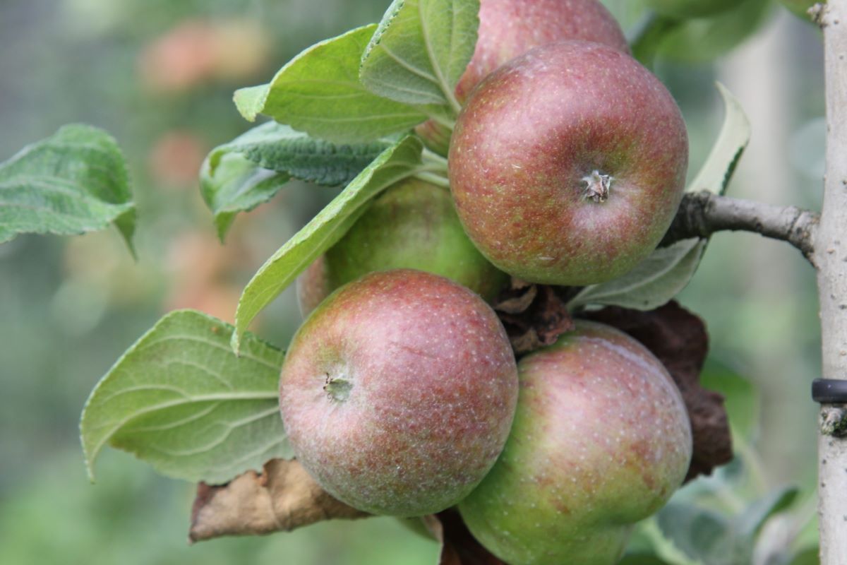 Pomme de Villars-Burquin