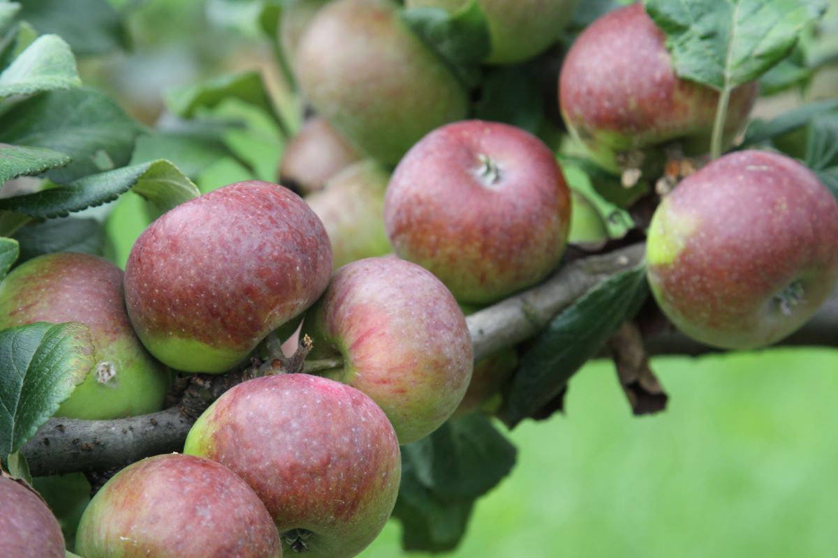 Pomme de Villars-Burquin