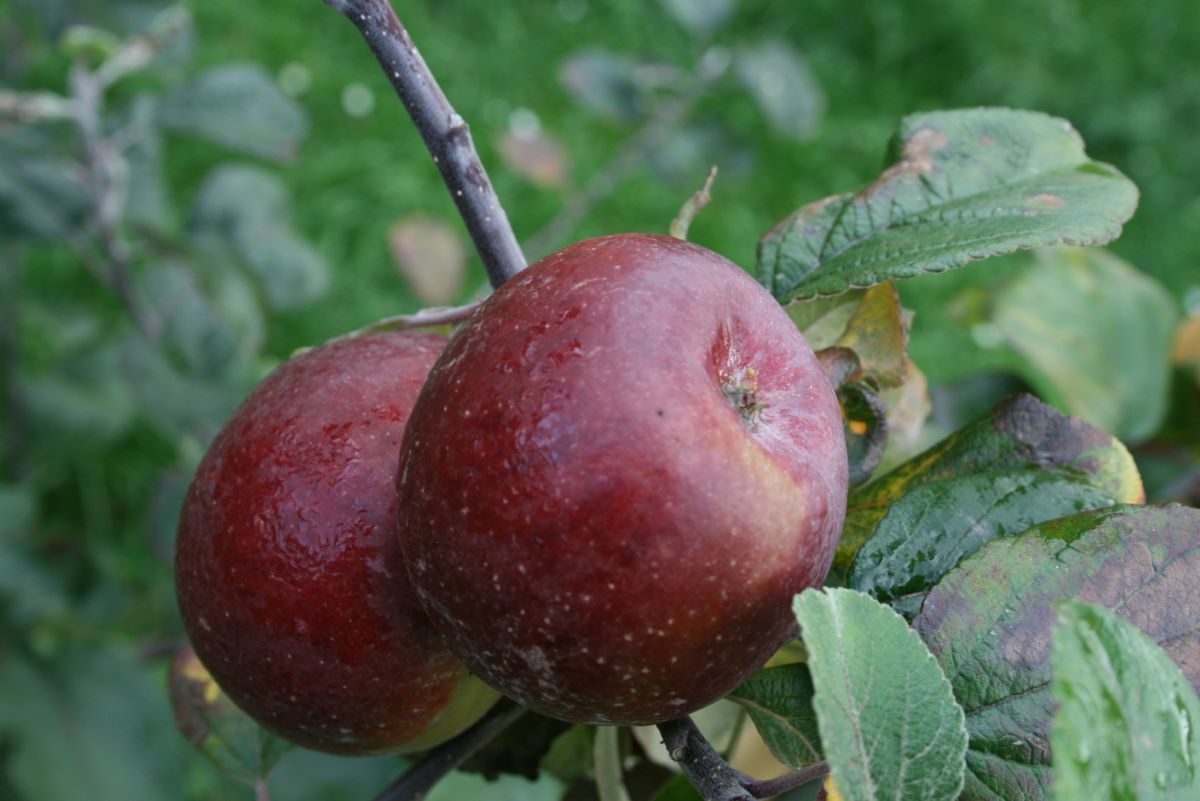 Pomme de Villars-Burquin