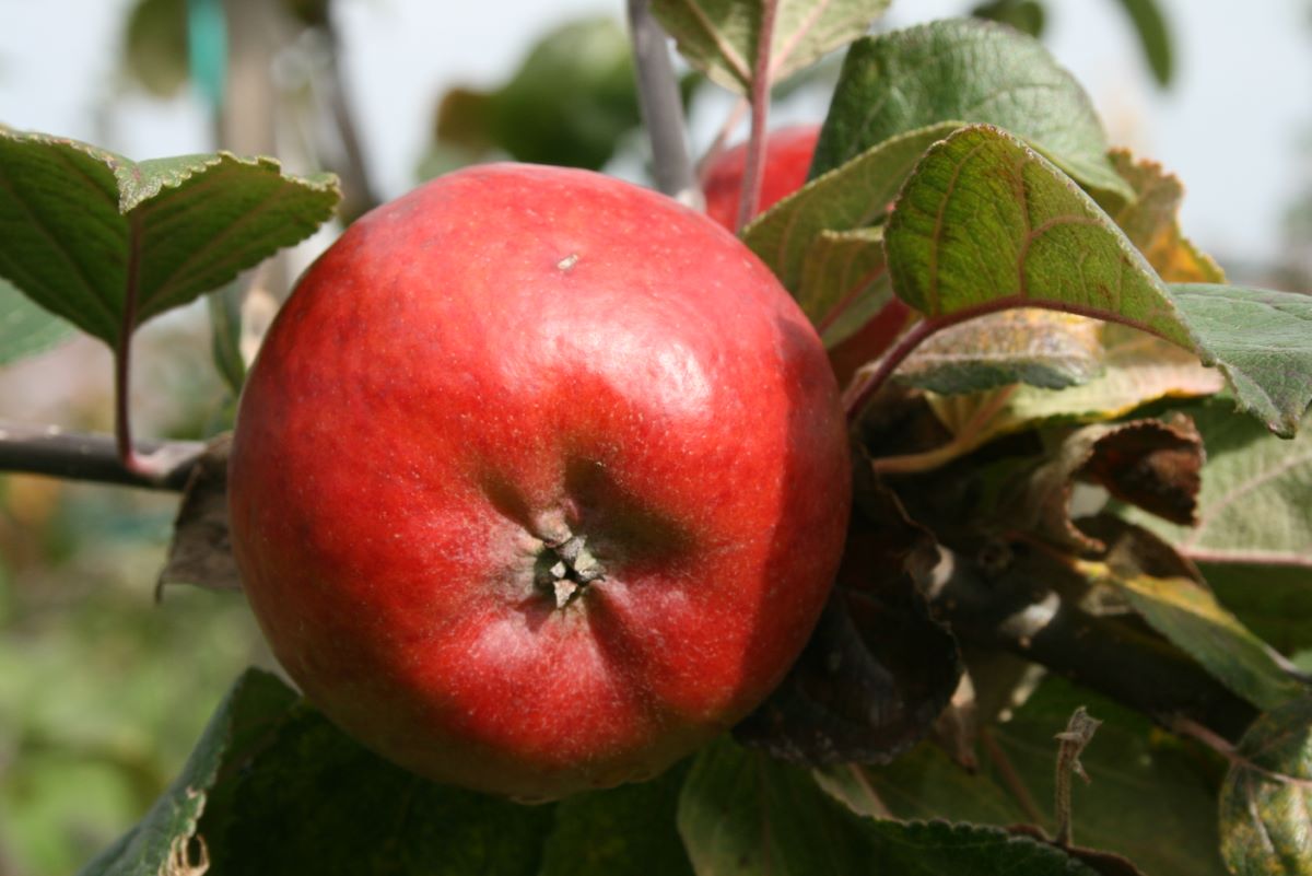Pomme de Villars-Burquin
