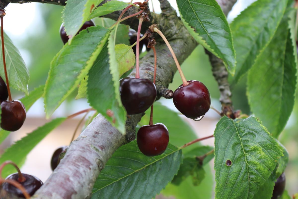 Beringerkirsche