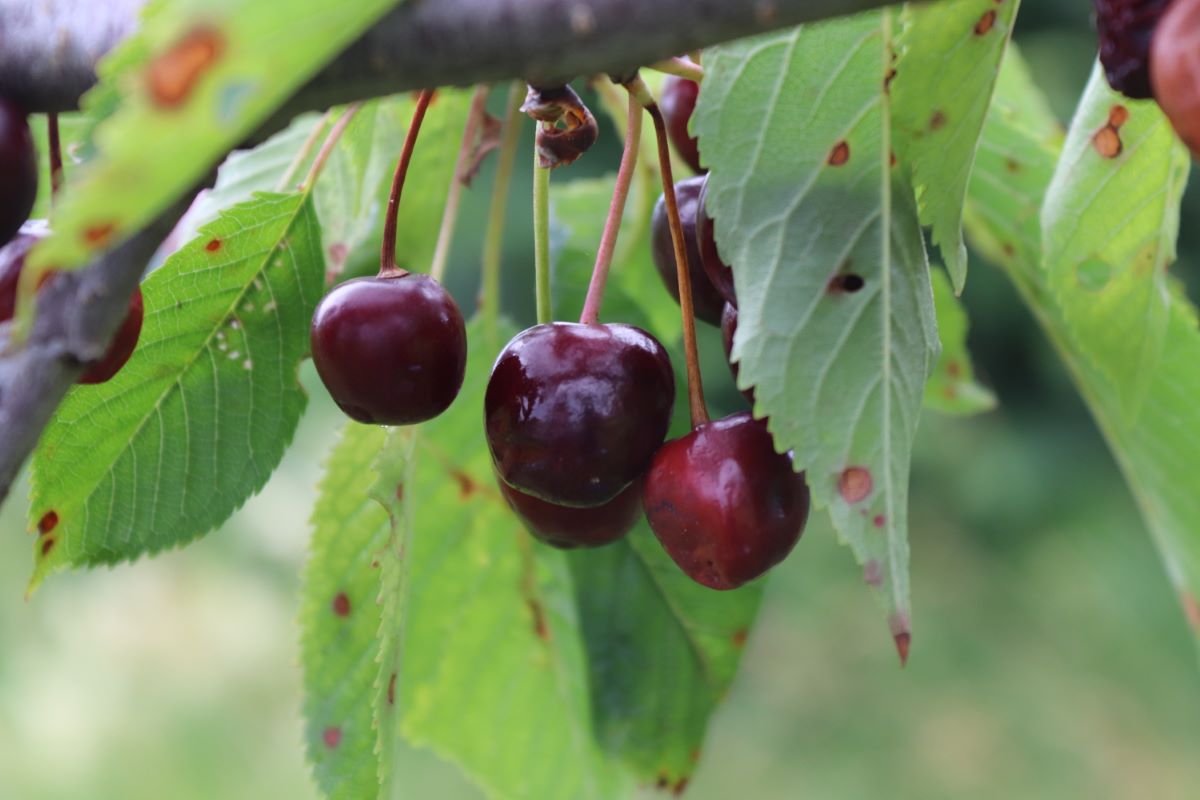 Beringerkirsche